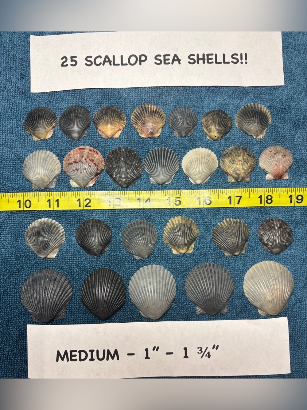 25 Sanibel Island Scallop Shells! Medium Sz Assorted Collection in grey/black.